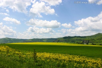 油菜花与麦田