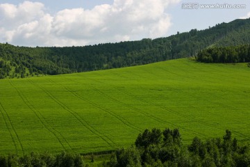 草原麦田