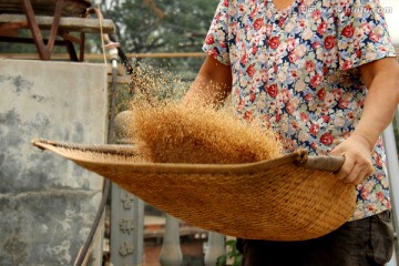 芝麻收获的季节