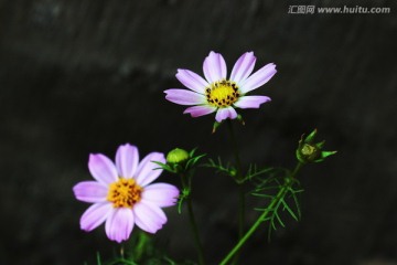 雨中波斯菊