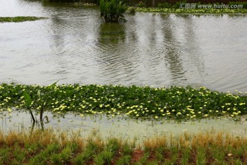 湿地风光