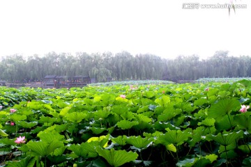 荷花池