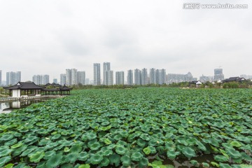 武汉沙湖公园荷塘