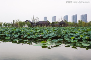 武汉沙湖公园荷塘