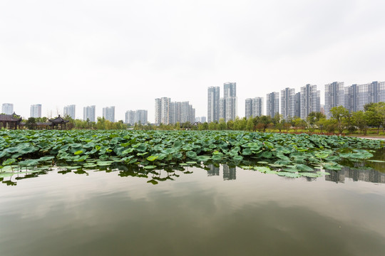 武汉沙湖荷塘