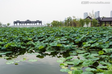 武汉沙湖公园廊桥
