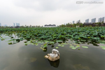 武汉沙湖公园荷塘