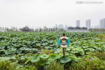 武汉沙湖公园荷塘