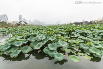 武汉沙湖公园荷塘