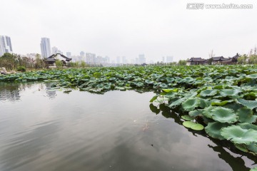 武汉沙湖公园荷塘