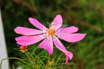 花卉