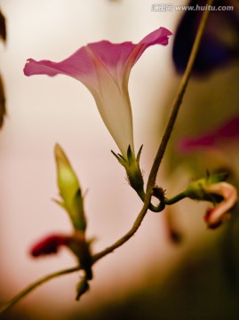 牽牛花