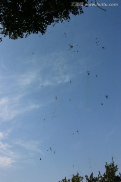 一群蜘蛛