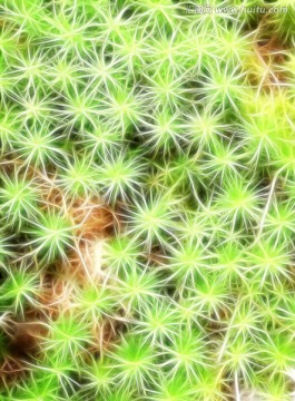 植物紋理 電腦畫