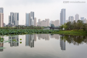 武汉沙湖公园荷塘