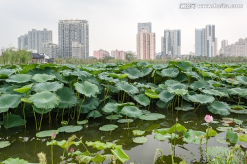 武汉沙湖公园