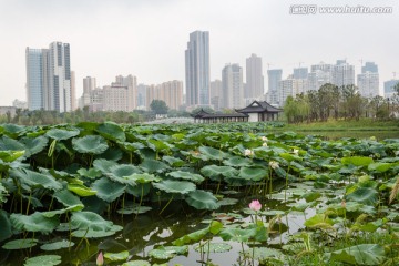 武汉沙湖公园荷塘