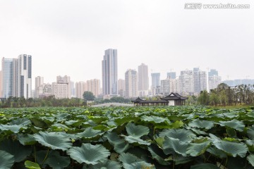 武汉沙湖公园荷塘