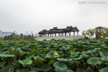 武汉沙湖公园荷塘