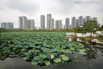 武汉沙湖公园荷塘