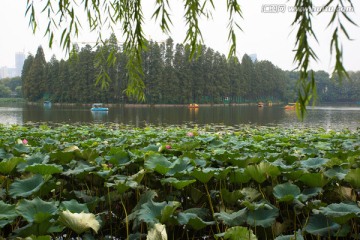 武汉东湖荷塘