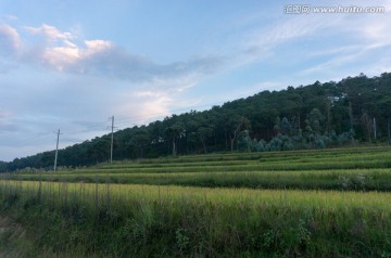 水稻田风光