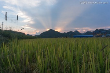 傍晚 水稻田风光