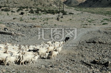 牧羊犬与羊群