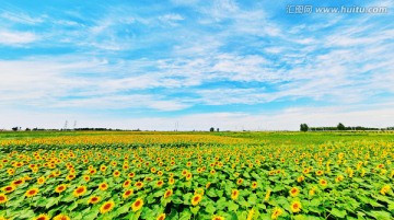 葵花地宽幅全景