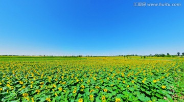 葵花地宽幅全景