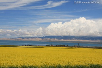 青海湖油菜花