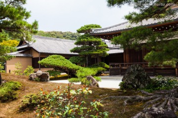 金阁寺 古柏