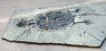 曲颈龟化石