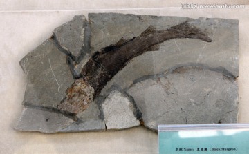 古鱼类化石