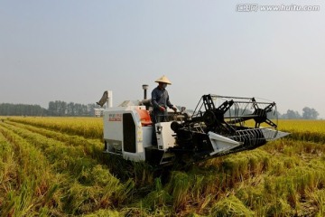 稻田 秋收