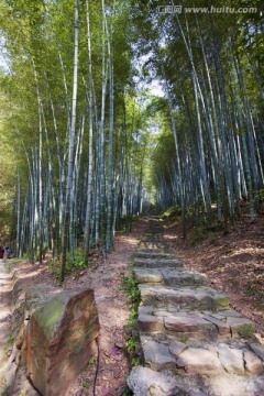 五泄风景区 竹林 道路