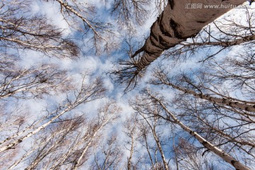 伸向天空的白桦树
