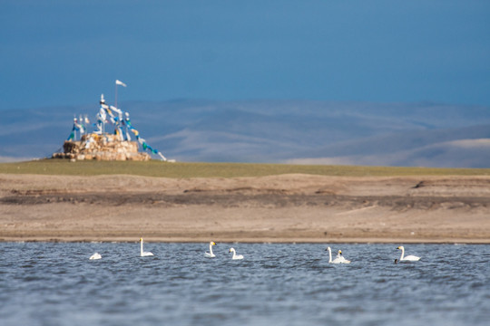 湖中的大天鹅 一群 敖包
