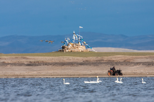 湖中的大天鹅 一群 敖包 农民