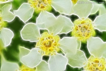 抽象花朵 電腦畫