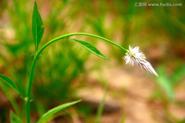 无名小花