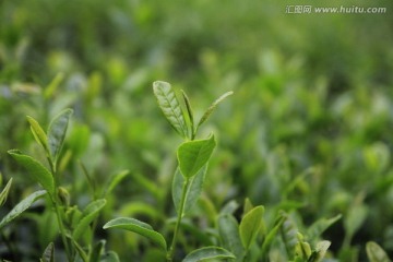 茶树