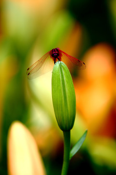 百合花