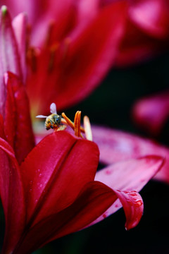 百合花