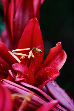 百合花