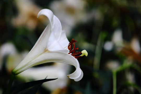 百合花