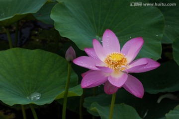 满是露水的荷花