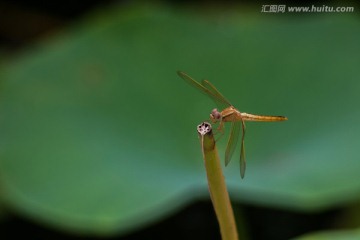 黄蜻蜓