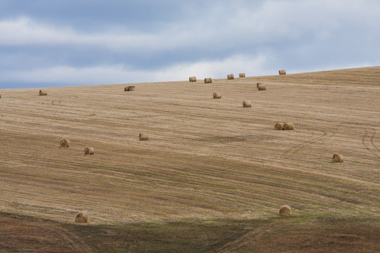 草原上的麦田 麦垛 麦秆
