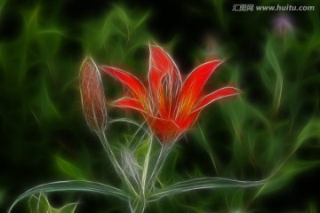 百合花 電腦抽象畫(huà)